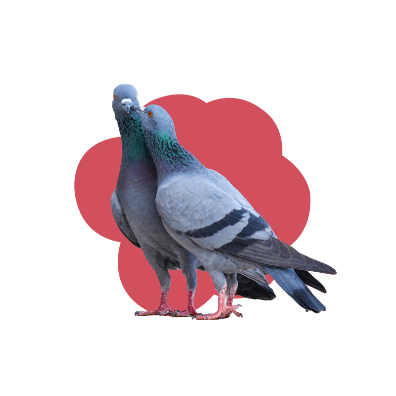 red-bubble-birds-not-pixelated-min Two pigeons with red bubble background